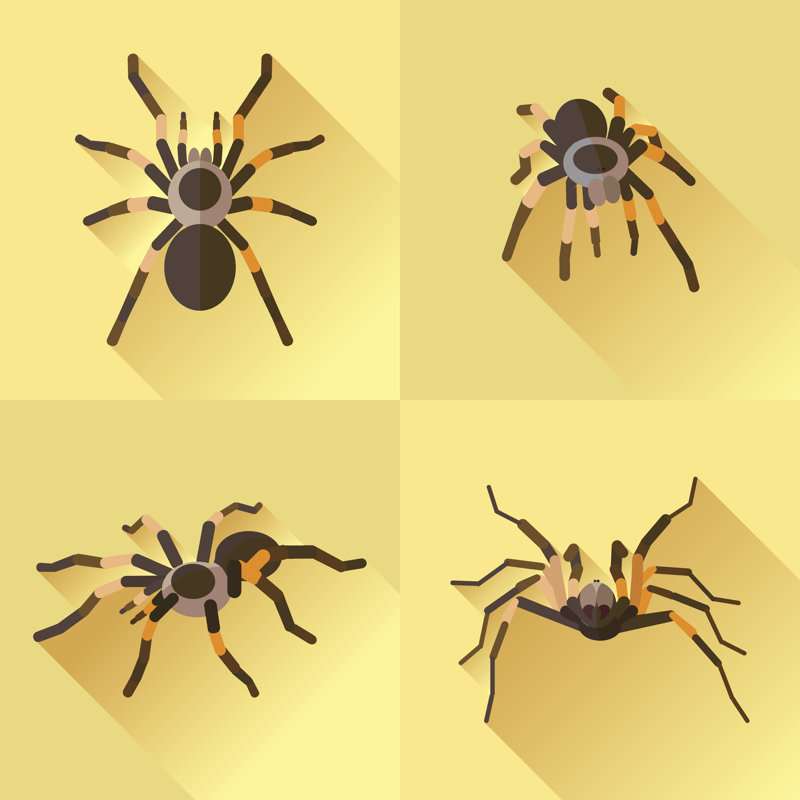 Elmwood Flat Spider Set by Huseyinaltinel - Wrapped Canvas Print, 30cm H x 30cm W x 3.8cm D