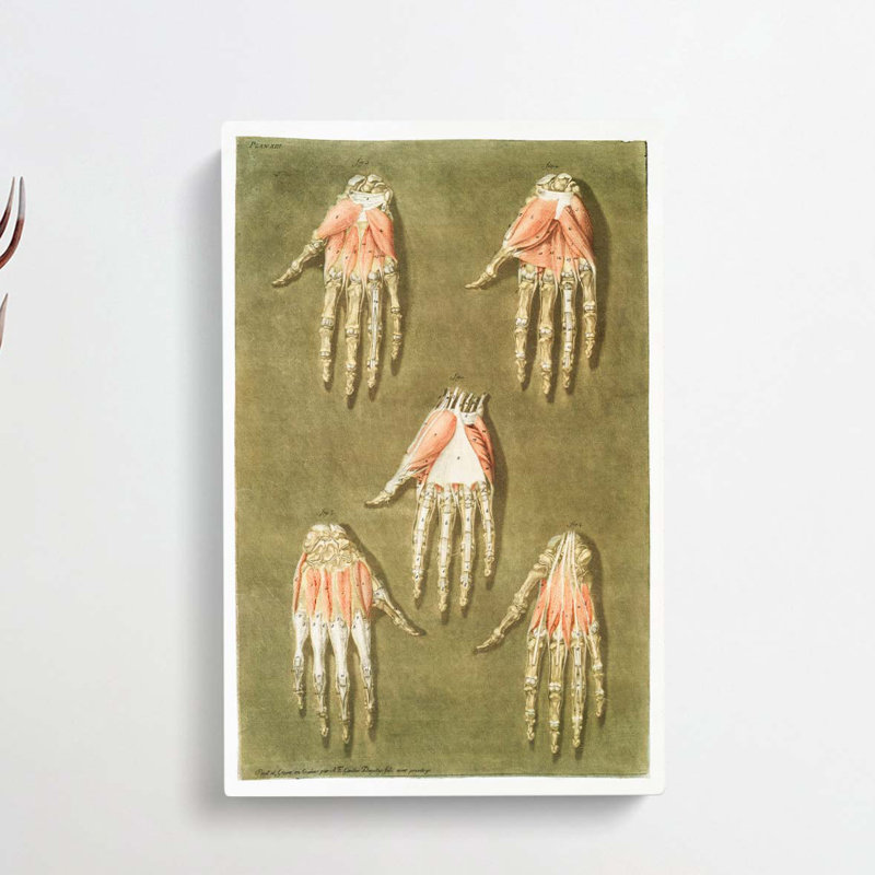 Anatomical Illustrations Of The Hand by Gautier-Dagoty - Wrapped Canvas Painting, 91cm H x 60cm W x 3cm D