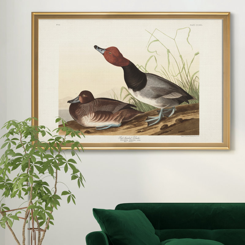 Red Headed Duck - reproduction d'art sur toile encadrée, Doré, H 30,5 po x l 42,5 po x P 1,5 po