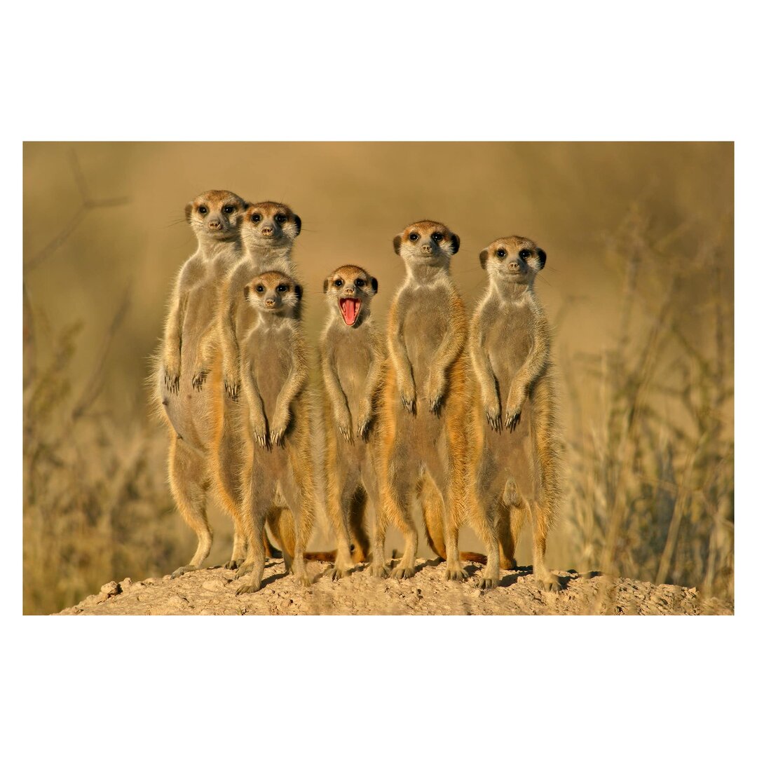 Strukturierte Fototapete Meerkat Family 3,2 m x 480 cm