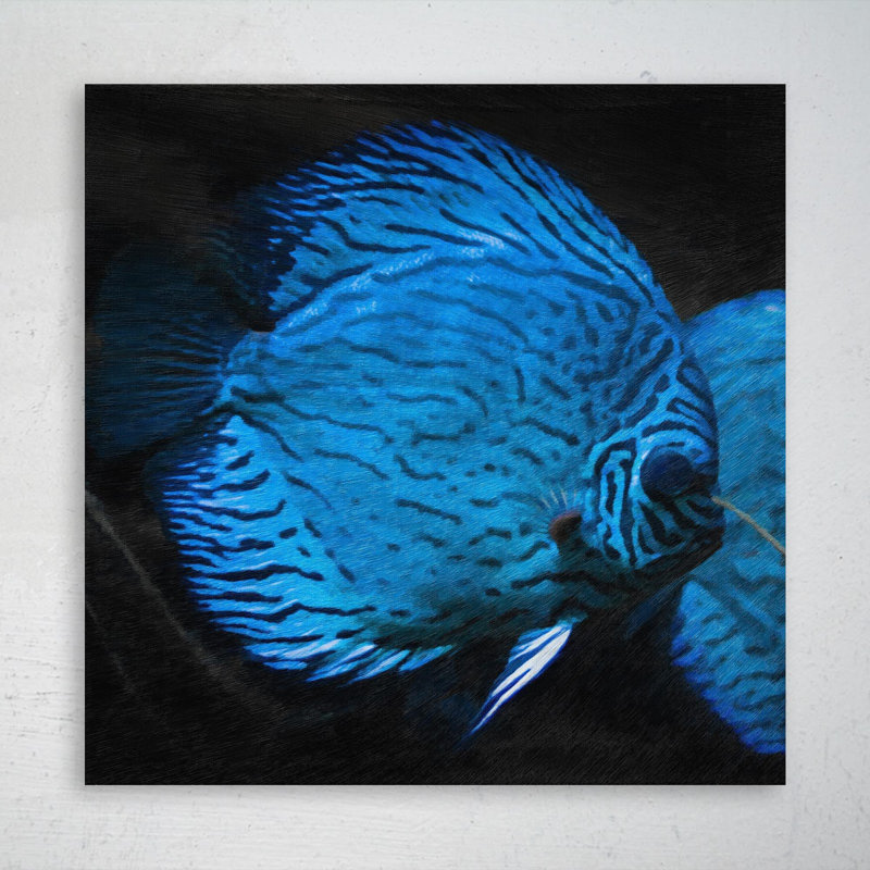 Deux poissons discus bleus - peinture sur toile tendue, H 32 po x l 32 po