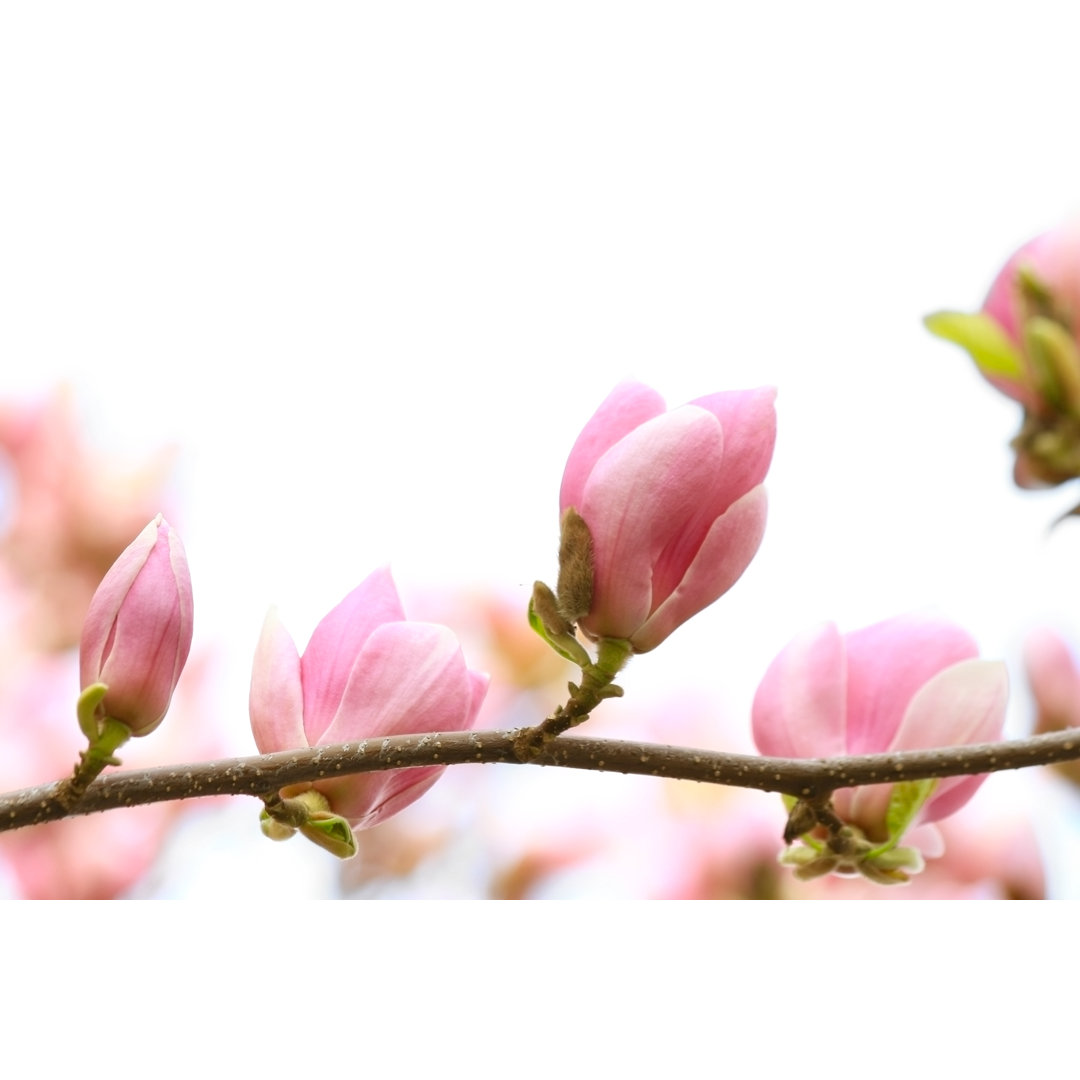 Blühende Magnolien auf Weiß von Narcisa - Kunstdrucke auf Leinwand ohne Rahmen