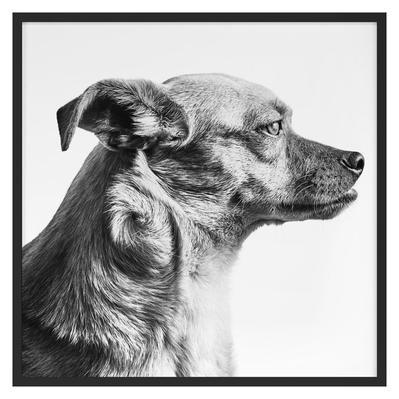 «Furry Friend 1» par Pearson, Victoria, Noir, H 16 po x l 16 po