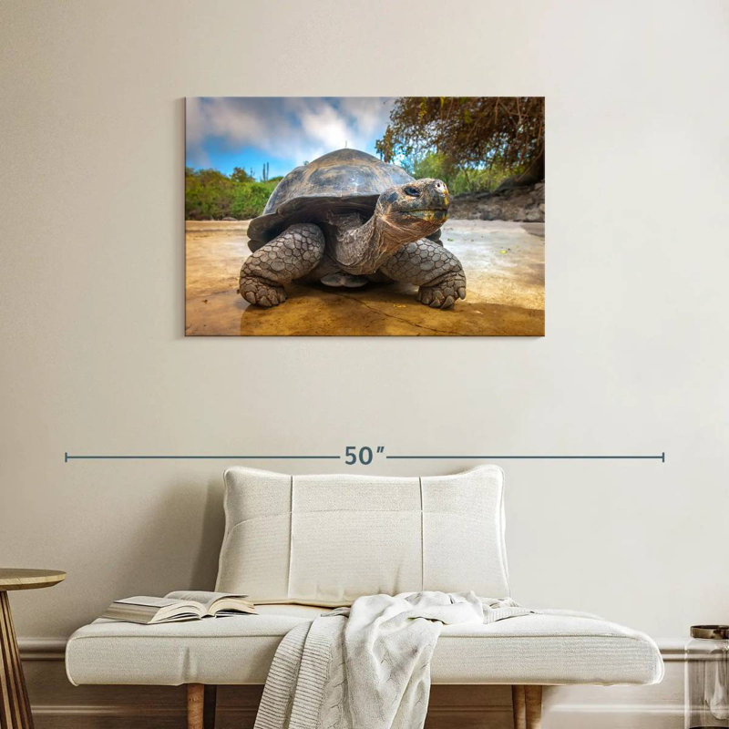 Tortue des Galapagos, H 24 po x l 36 po