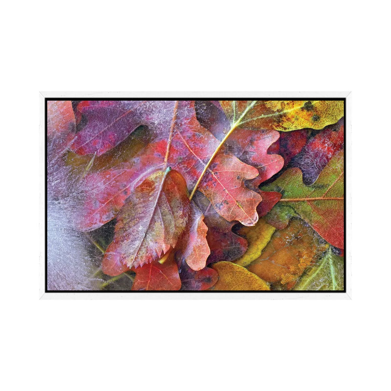 Frozen Autumn Leaves, North America 1 Piece Wall Art on Canvas, 66.04 cm H x 45.72 cm W, White Framed