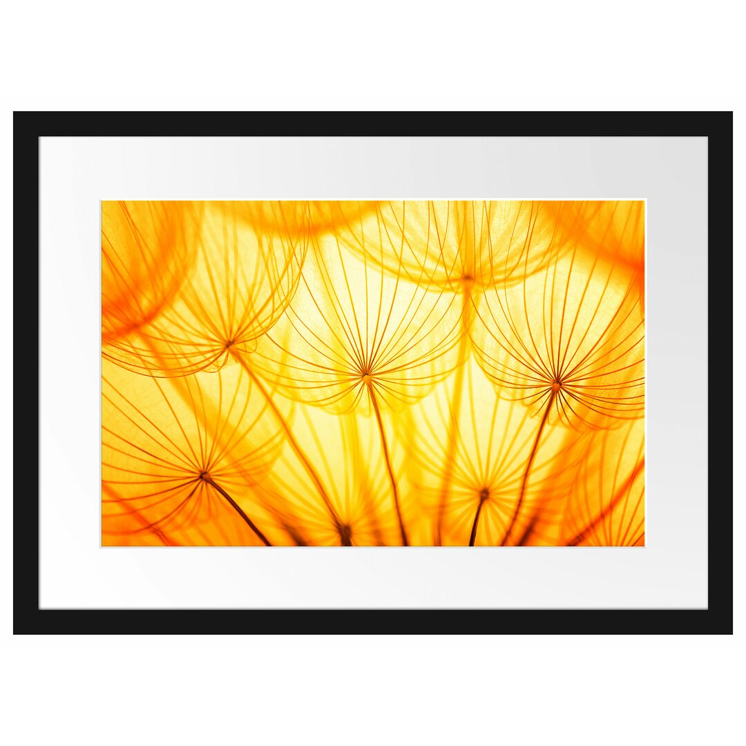 Gerahmtes Poster Pusteblumen oranges Licht