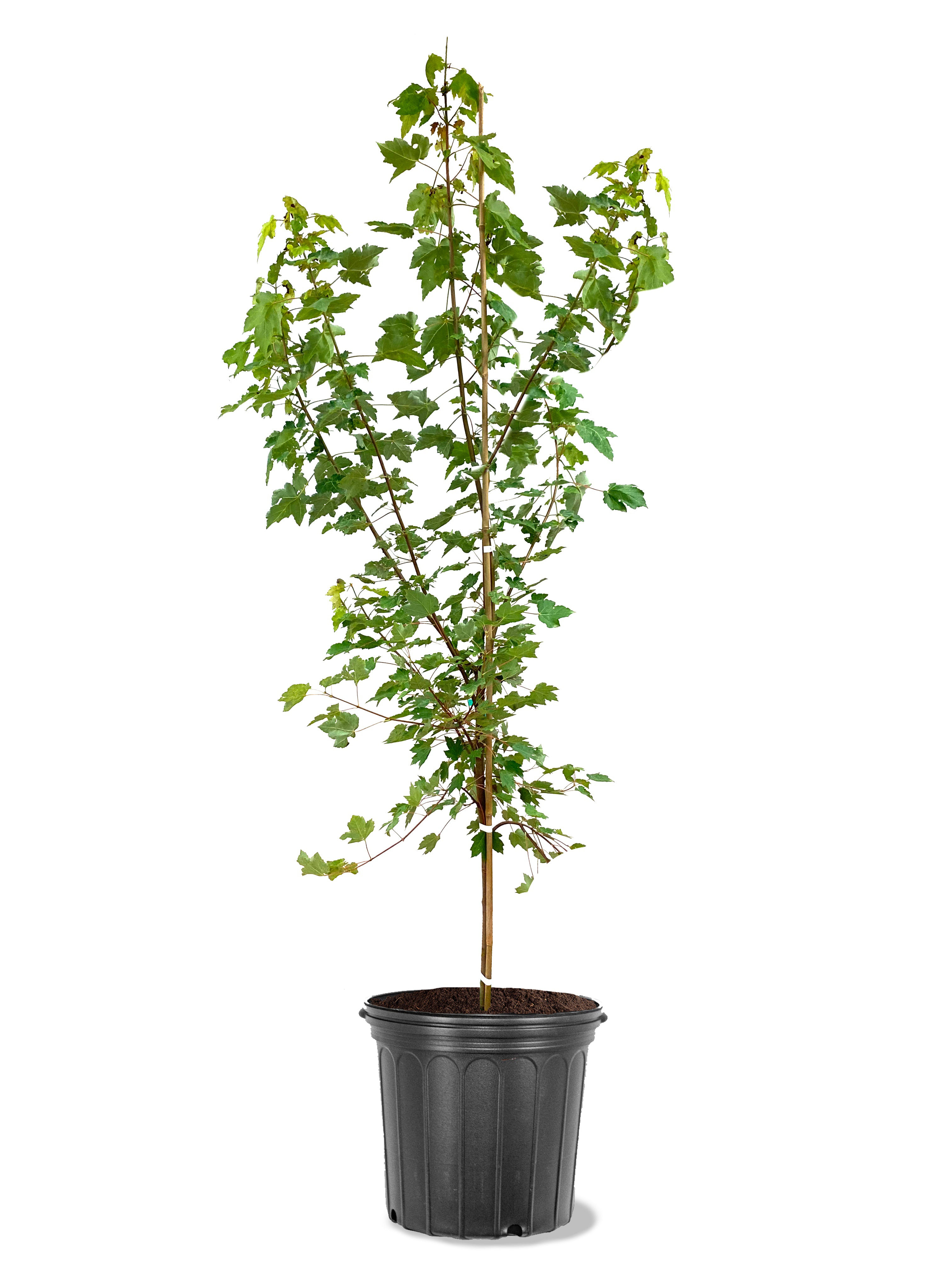 American Plant Exchange Shade Tree Live October Glory Maple, 5-Gallon ...