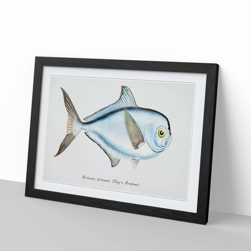 Illustration of a Rays Bream Fish by F.E. Clarke - Framed Print, 48cm H x 65cm W x 2cm D, Black Framed