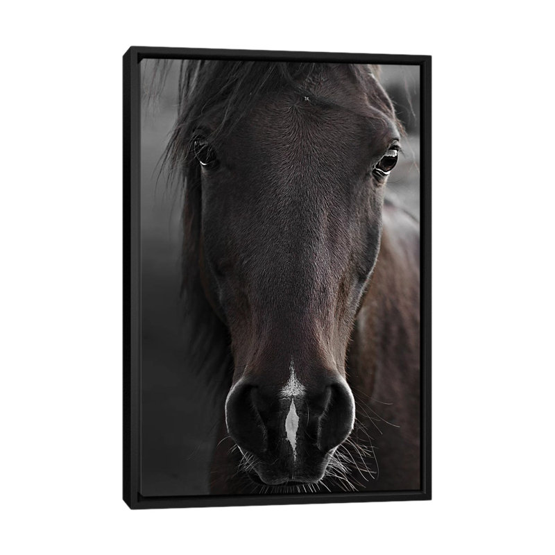 Imprimé cheval foncé par Monika Strigel, Pas de tapis, H 26 po x l 18 po x 1,5 po, Toile avec cadre noir