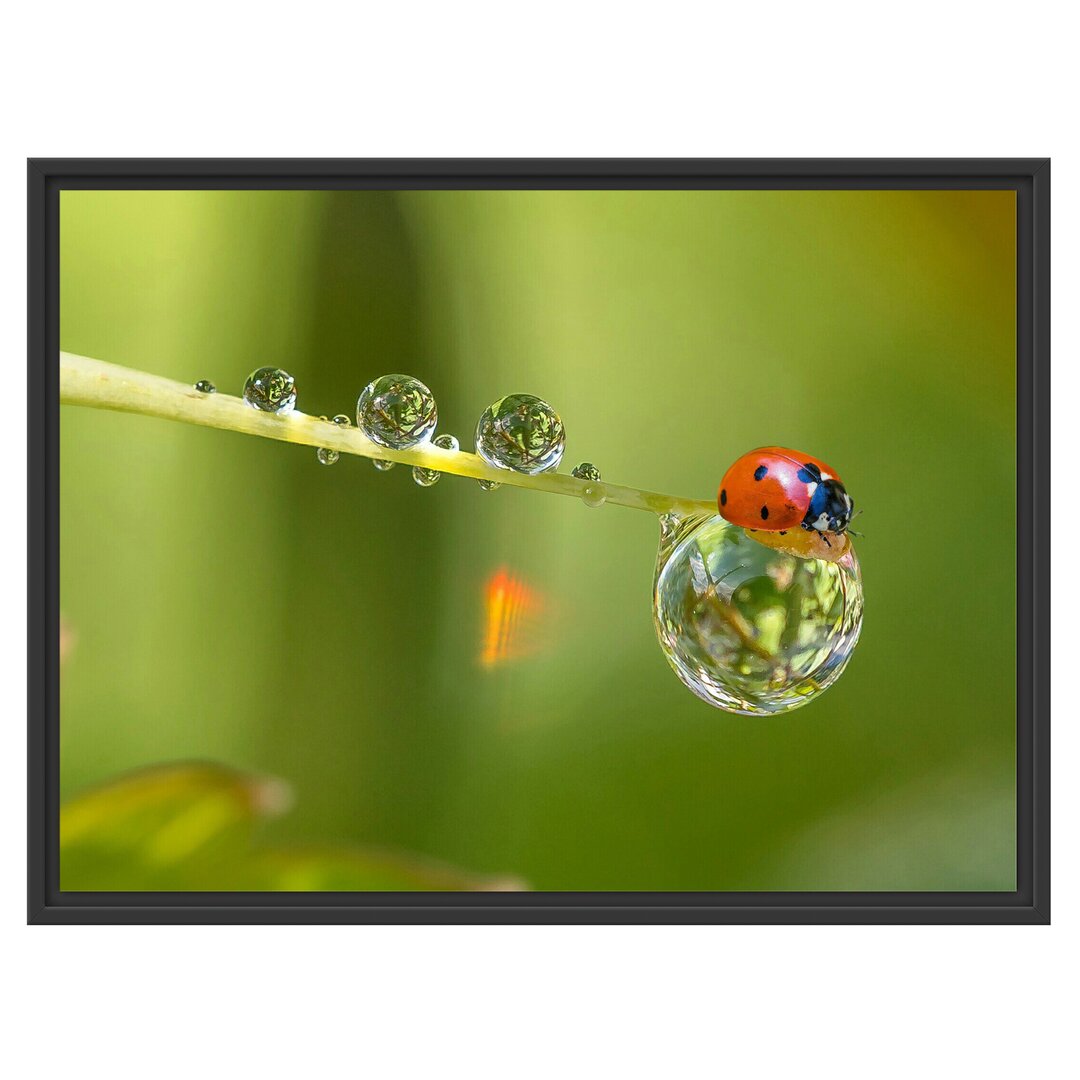 Gerahmtes Wandbild Marienkäfer Wassertropfen