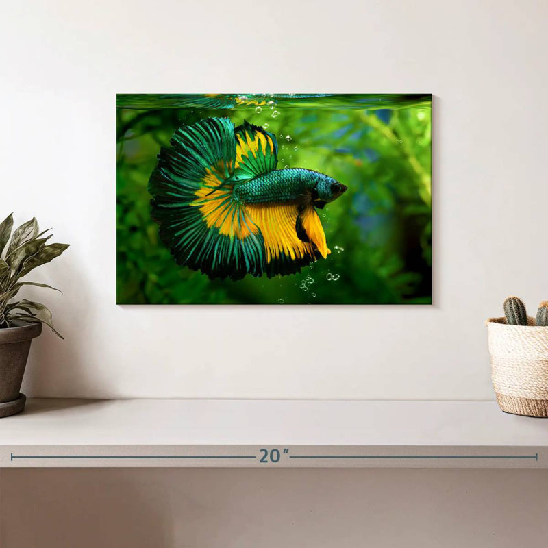 Brametta vert, jaune, poisson Betta, H 8 po x l 12 po
