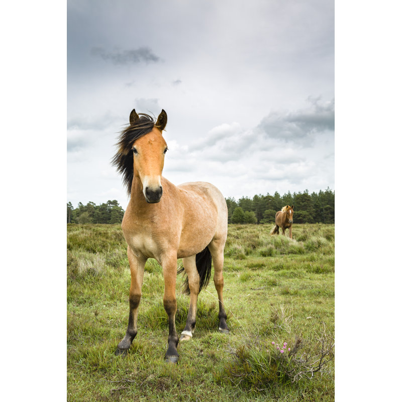 New Forest Ponies by PaulMaguire - Wrapped Canvas Print, 46cm H x 30cm W
