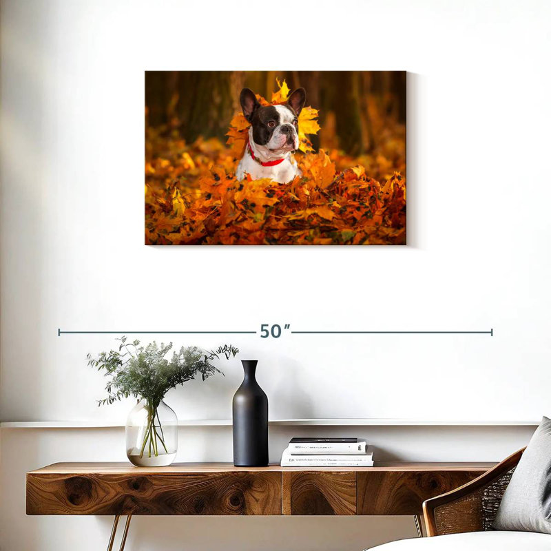 Bouledogue français dans un parc en automne, H 20 po x l 30 po