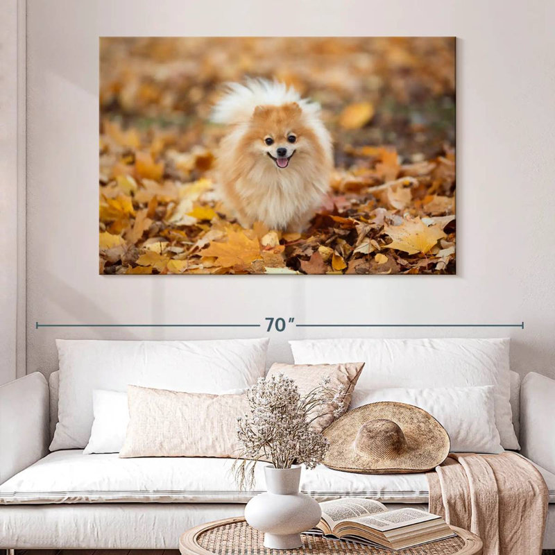 Spitz allemand Brampt sur une promenade d'automne, H 34 po x l 51 po