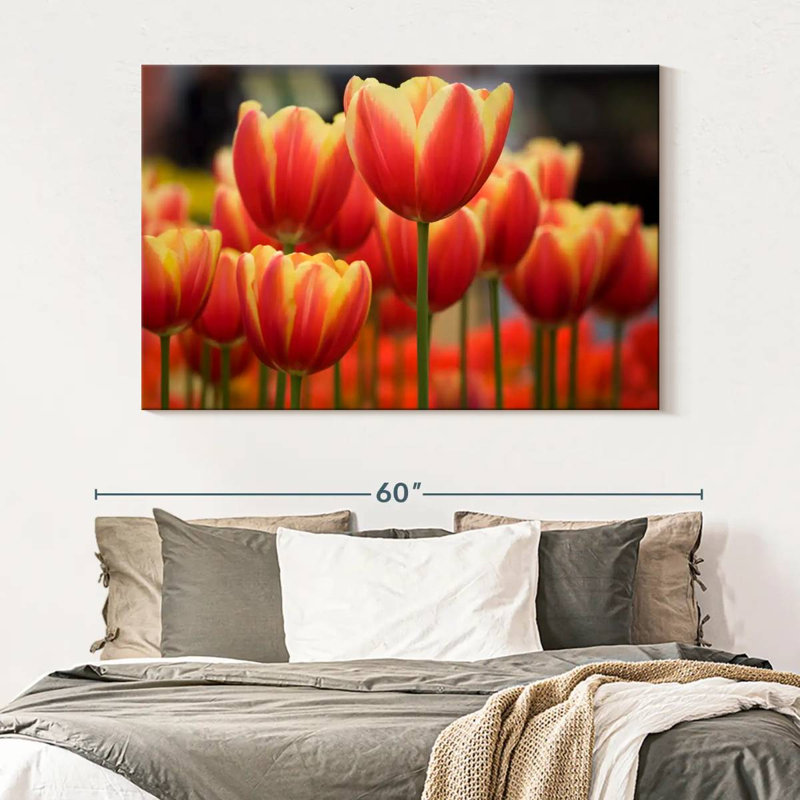 Harnek Darwin Hybrid Tulips, 34" H x 51" W