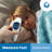 Bluestone Infrared Digital Thermometer - Smart Touchless Easy to Read Temperature Gun with One Second Display - Fast Accurate Results