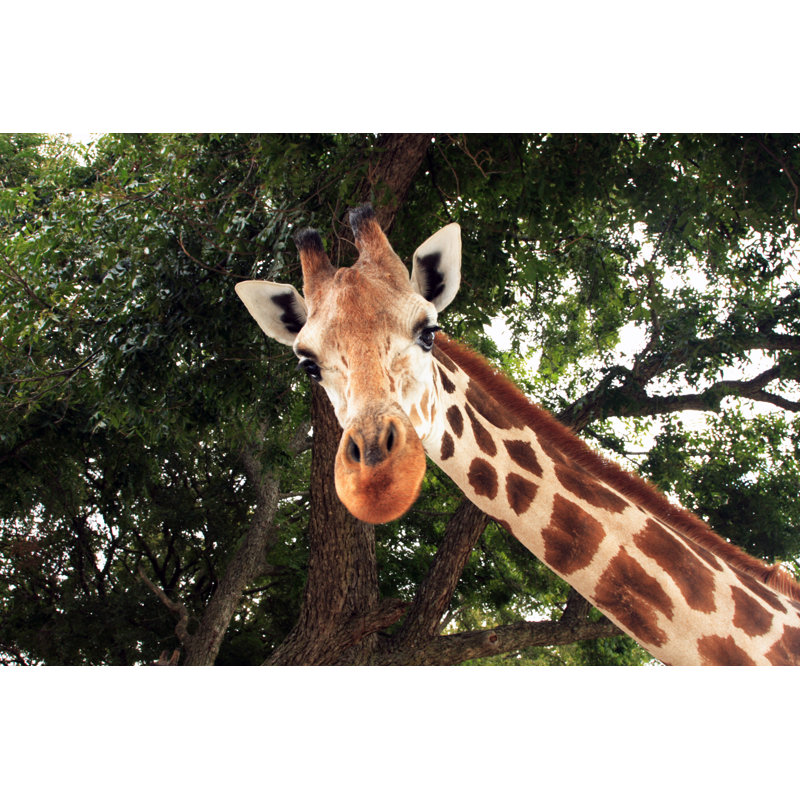 Giraffe by Narawon - No Frame Print on Canvas, 30cm H x 46cm W