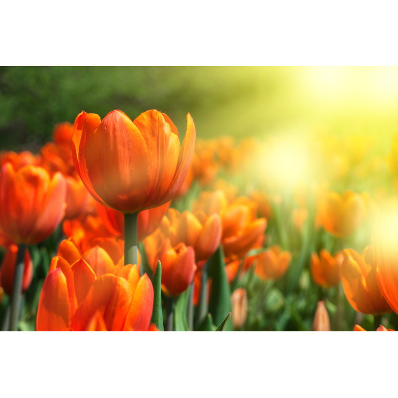 " Orange Tulips ", 12" H x 18" W  