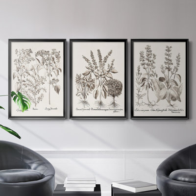 Toile encadrée de qualité supérieure sépia Besler Botanicals I - prête à être accrochée
