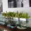 Driftwood Cymbidium Orchids Centerpiece in Glass Planter-1216674911-1216674910