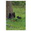 Fillmer «3 Black Bear Cubs», reproduction de photo sur toile tendue-30364389