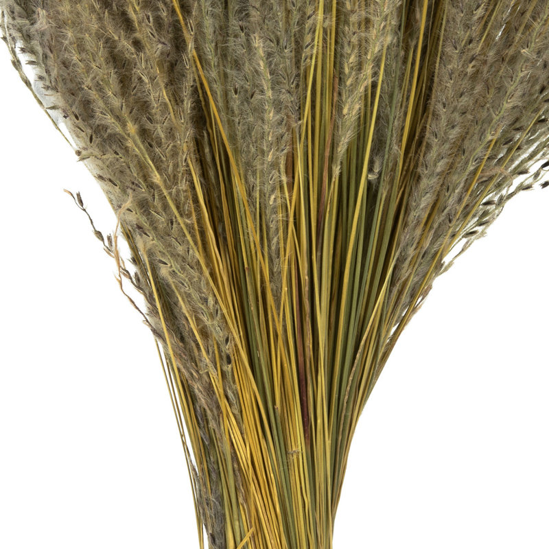 0.125'' Grass