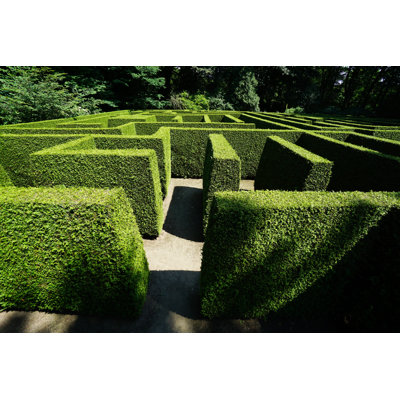 " Maze Of Green Hedges "