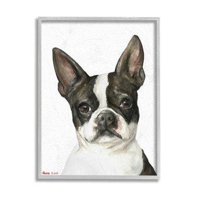 Curieux Boston Terrier Portrait