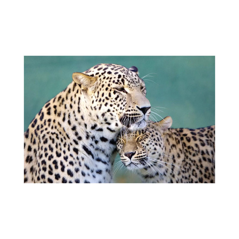 Leopards Love by Goran Anastasovski - Wrapped Canvas Print, 20.32 cm H x 30.48 cm W