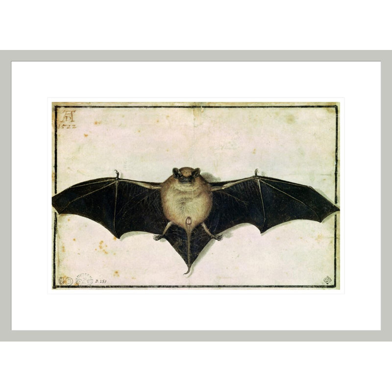 Chauve-souris par Albrecht Dürer - Impression sur toile, 16.17" H x 21.75" W