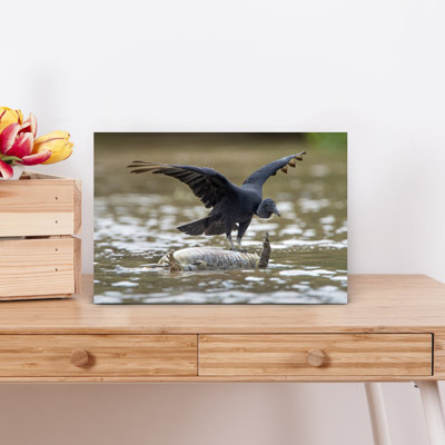 Black Vulture Feeding On Dead Alligator, Pantanal Wetlands, Brazil Contemporary Alligator Bird Wall Art