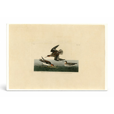 «Hypborean Phalarope» (planche 215), art mural sur toile paysage