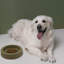  Dog Bowls – 10 Pack Heavy Duty Moulded Pulp Pet Food Plates