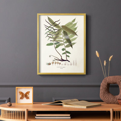 Botanical Society Ferns VI Framed Print - Solid Wood
