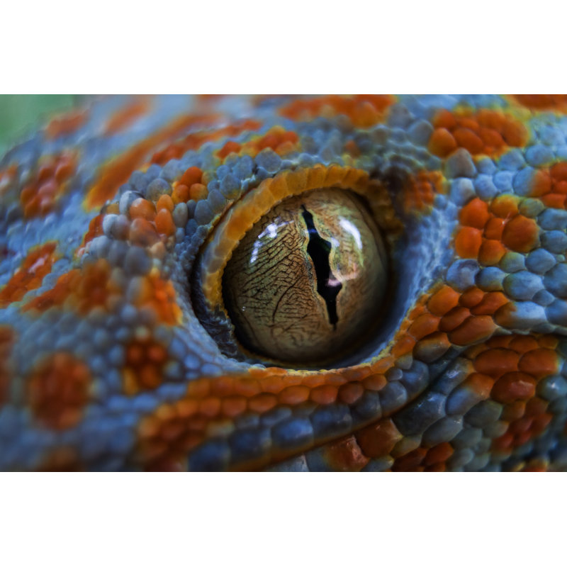 Tokay gecko (Gekko gecko), 51cm H x 76cm W
