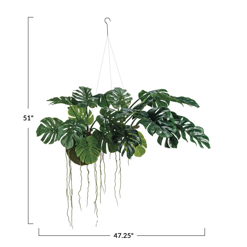 Monstera Kokeama suspendu en polyéthylène luxuriant