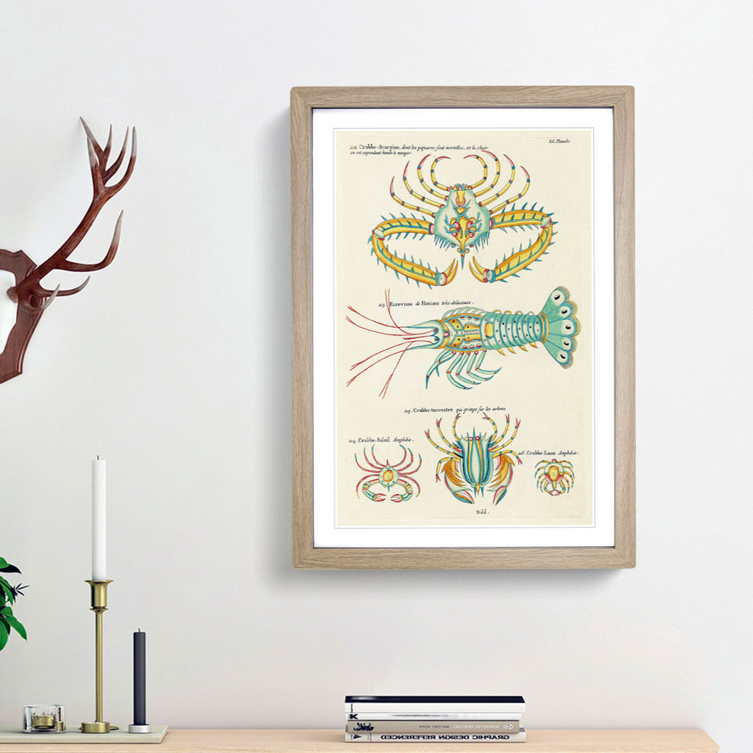East Indies Lobster & Crab Illustrations LI by Louis Renard - Picture Frame Graphic Art Print