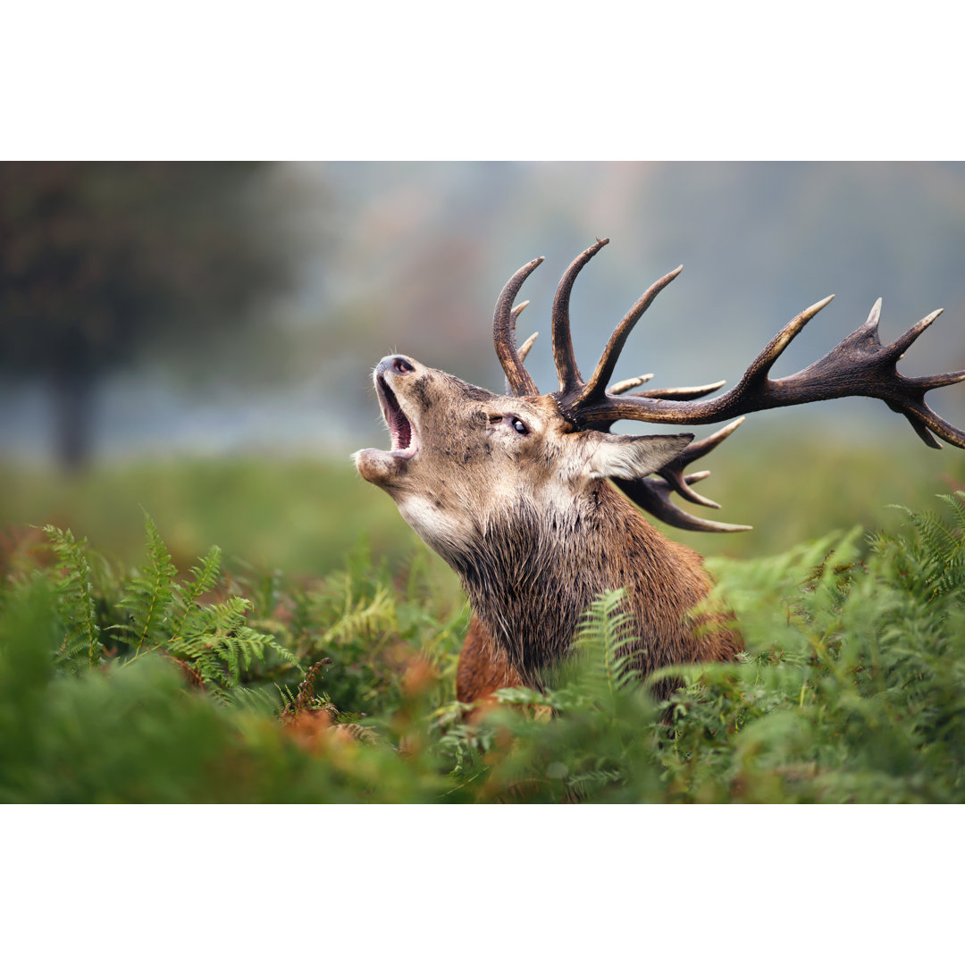 Close-up Of A Deer Roaring During The Rut In Autumn by Dgwildlife - Wrapped Canvas Print