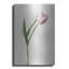 «Light Tulips II» par Debra Van Swearingen-564399076