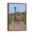 Reticulated Giraffe Frontal by Elmar Weiss - Print on Canvas-1140328903-1140328904