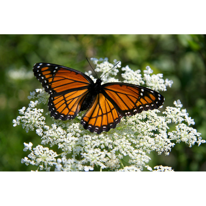 Oktaha Butterfly par Sherrij18, H 12 po x l 18 po