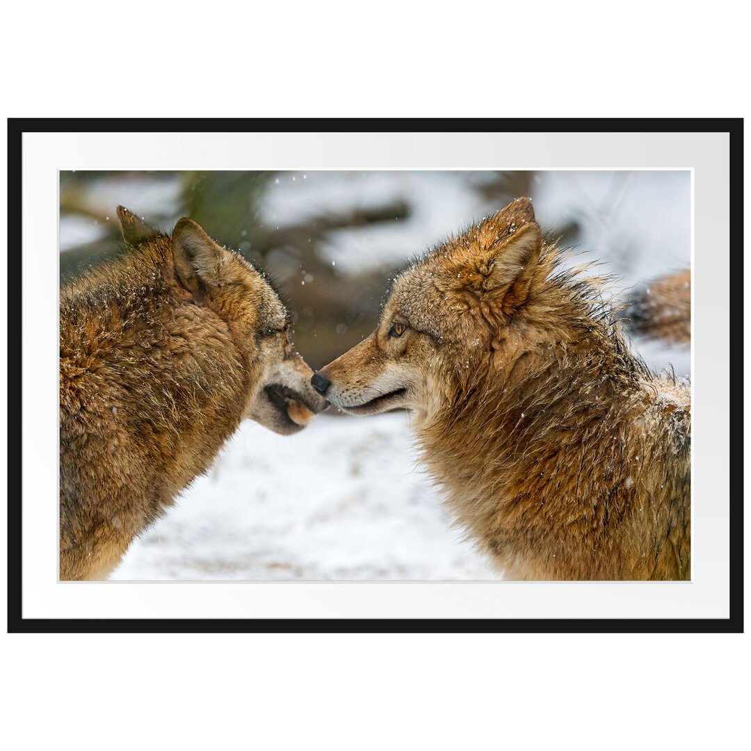 Gerahmtes Poster Liebevolle Wölfe im Schnee