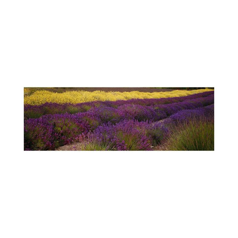 Lavender And Yellow Flower Fields, Sequim, Washington, USA - Wrapped Canvas Panoramic Print