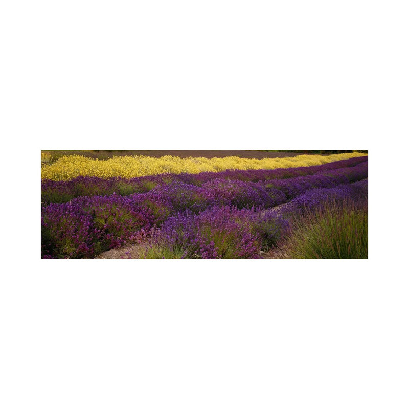 Lavender and Yellow Flower Fields, Sequim, Washington, USA 1 Piece Wrapped Canvas Panoramic Wall Art