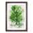 Walnut Framed selected