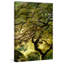 « magique tree » par don schwartz, reproduction d’art sur toile tendue-15924029