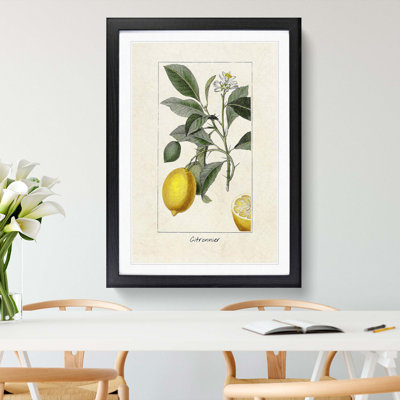Illustration of a Lemon Tree - Picture Frame Graphic Art Print