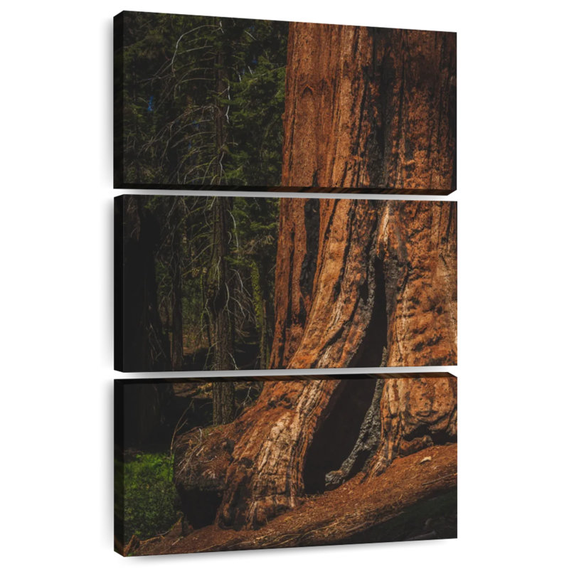 Sherman Trail Sequoia Trees