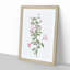 Pink Scotch Briar in Pink by Pierre-Joseph Redoute - Picture Frame Painting Print-55583860-55583858