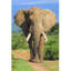 Adhésif décoratif éléphant-70730824